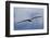 Bald Eagle flying-Ken Archer-Framed Photographic Print