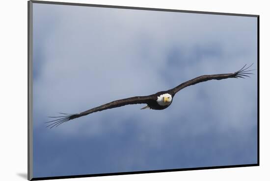 Bald Eagle flying-Ken Archer-Mounted Photographic Print