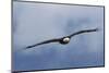 Bald Eagle flying-Ken Archer-Mounted Photographic Print