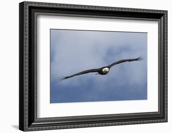 Bald Eagle flying-Ken Archer-Framed Photographic Print