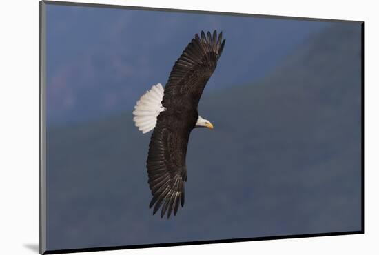 Bald eagle flying-Ken Archer-Mounted Photographic Print