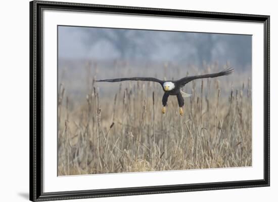 Bald Eagle, foggy wetland marsh-Ken Archer-Framed Premium Photographic Print