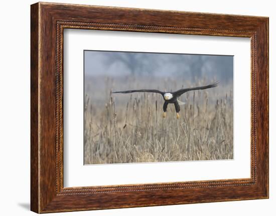 Bald Eagle, foggy wetland marsh-Ken Archer-Framed Photographic Print