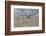 Bald Eagle, foggy wetland marsh-Ken Archer-Framed Photographic Print