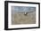 Bald Eagle, foggy wetland marsh-Ken Archer-Framed Photographic Print