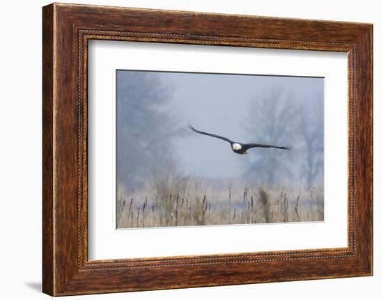 Bald Eagle, Foggy Wetland Marsh-Ken Archer-Framed Photographic Print