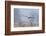 Bald Eagle, Foggy Wetland Marsh-Ken Archer-Framed Photographic Print