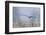 Bald Eagle, Foggy Wetland Marsh-Ken Archer-Framed Photographic Print