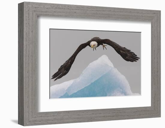 Bald Eagle, Glacier Bay National Park and Preserve, Alaska, USA-Art Wolfe-Framed Photographic Print