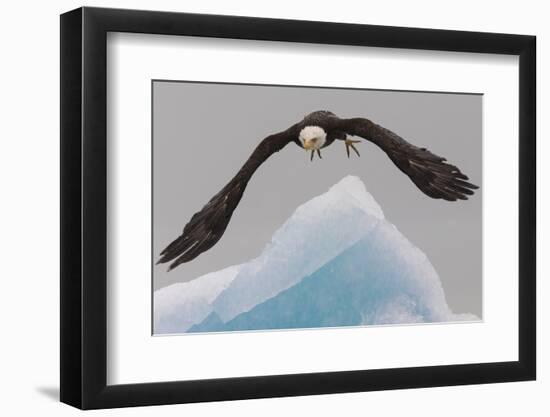 Bald Eagle, Glacier Bay National Park and Preserve, Alaska, USA-Art Wolfe-Framed Photographic Print