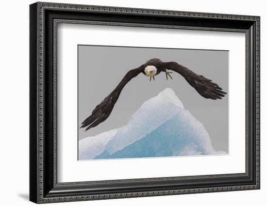 Bald Eagle, Glacier Bay National Park and Preserve, Alaska, USA-Art Wolfe-Framed Photographic Print