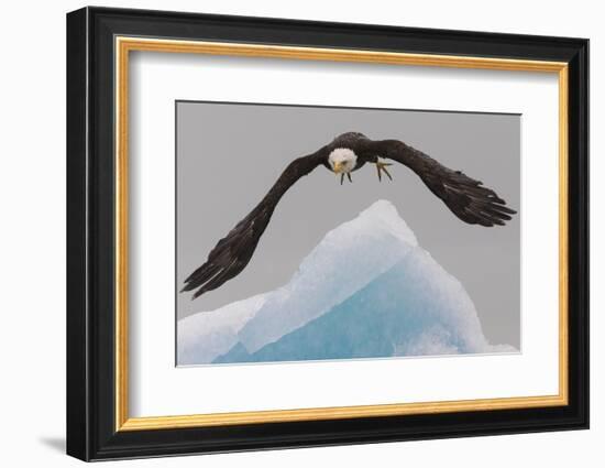 Bald Eagle, Glacier Bay National Park and Preserve, Alaska, USA-Art Wolfe-Framed Photographic Print