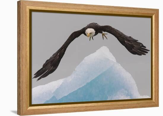Bald Eagle, Glacier Bay National Park and Preserve, Alaska, USA-Art Wolfe-Framed Premier Image Canvas