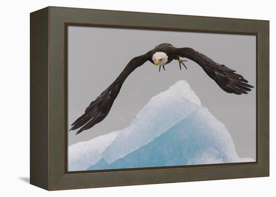 Bald Eagle, Glacier Bay National Park and Preserve, Alaska, USA-Art Wolfe-Framed Premier Image Canvas