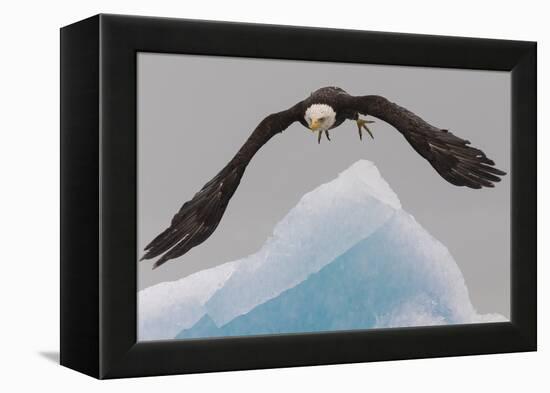 Bald Eagle, Glacier Bay National Park and Preserve, Alaska, USA-Art Wolfe-Framed Premier Image Canvas