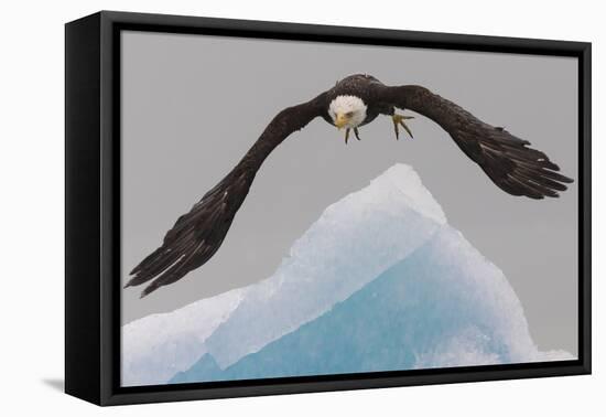 Bald Eagle, Glacier Bay National Park and Preserve, Alaska, USA-Art Wolfe-Framed Premier Image Canvas