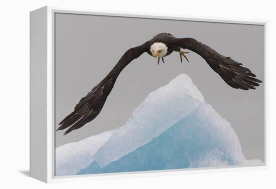 Bald Eagle, Glacier Bay National Park and Preserve, Alaska, USA-Art Wolfe-Framed Premier Image Canvas