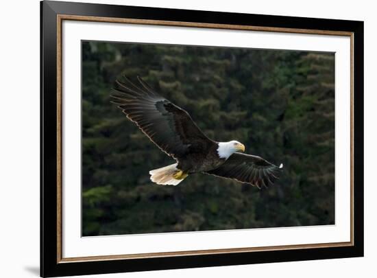 Bald Eagle, Glacier Bay National Park and Preserve, Alaska, USA-Art Wolfe-Framed Premium Photographic Print