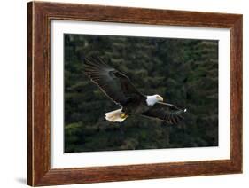 Bald Eagle, Glacier Bay National Park and Preserve, Alaska, USA-Art Wolfe-Framed Photographic Print