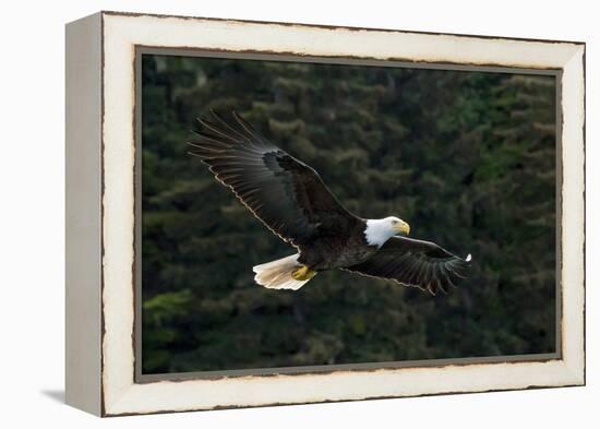 Bald Eagle, Glacier Bay National Park and Preserve, Alaska, USA-Art Wolfe-Framed Premier Image Canvas