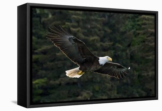 Bald Eagle, Glacier Bay National Park and Preserve, Alaska, USA-Art Wolfe-Framed Premier Image Canvas