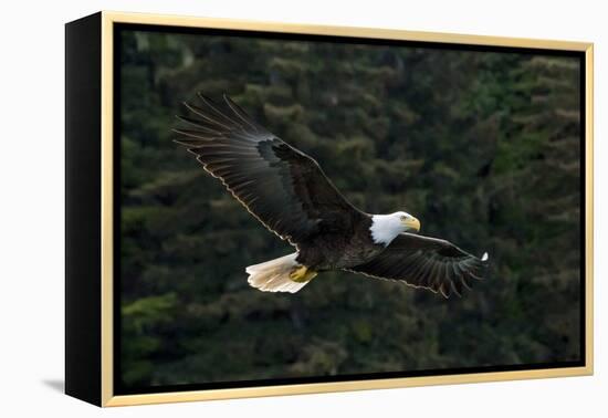 Bald Eagle, Glacier Bay National Park and Preserve, Alaska, USA-Art Wolfe-Framed Premier Image Canvas