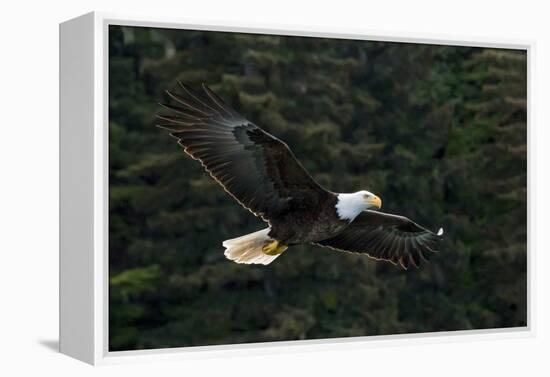 Bald Eagle, Glacier Bay National Park and Preserve, Alaska, USA-Art Wolfe-Framed Premier Image Canvas