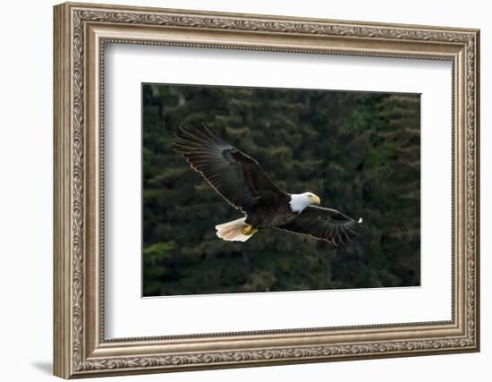 Bald Eagle, Glacier Bay National Park and Preserve, Alaska, USA-Art Wolfe-Framed Photographic Print