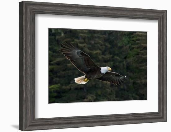 Bald Eagle, Glacier Bay National Park and Preserve, Alaska, USA-Art Wolfe-Framed Photographic Print