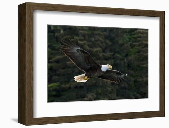 Bald Eagle, Glacier Bay National Park and Preserve, Alaska, USA-Art Wolfe-Framed Photographic Print