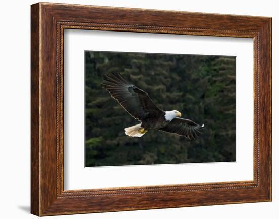 Bald Eagle, Glacier Bay National Park and Preserve, Alaska, USA-Art Wolfe-Framed Photographic Print