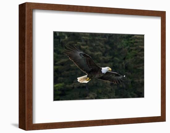 Bald Eagle, Glacier Bay National Park and Preserve, Alaska, USA-Art Wolfe-Framed Photographic Print