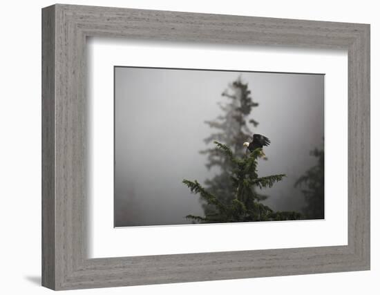 Bald eagle (Haliaeetus leucocephalus), Chugach National Forest, Alaska, United States of America, N-Ashley Morgan-Framed Photographic Print