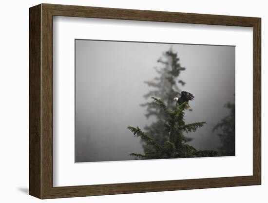 Bald eagle (Haliaeetus leucocephalus), Chugach National Forest, Alaska, United States of America, N-Ashley Morgan-Framed Photographic Print