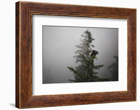 Bald eagle (Haliaeetus leucocephalus), Chugach National Forest, Alaska, United States of America, N-Ashley Morgan-Framed Photographic Print