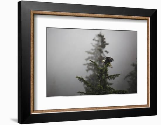 Bald eagle (Haliaeetus leucocephalus), Chugach National Forest, Alaska, United States of America, N-Ashley Morgan-Framed Photographic Print