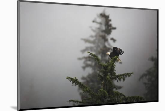 Bald eagle (Haliaeetus leucocephalus), Chugach National Forest, Alaska, United States of America, N-Ashley Morgan-Mounted Photographic Print