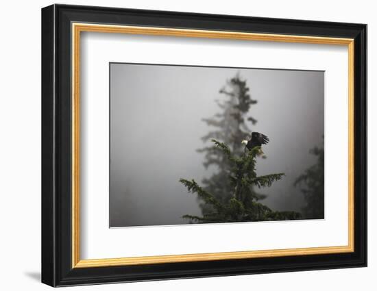 Bald eagle (Haliaeetus leucocephalus), Chugach National Forest, Alaska, United States of America, N-Ashley Morgan-Framed Photographic Print