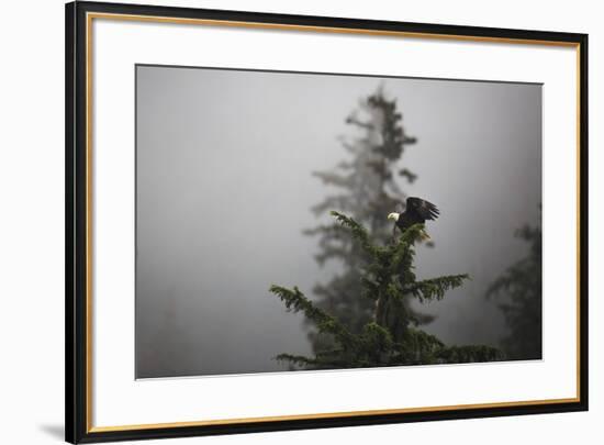 Bald eagle (Haliaeetus leucocephalus), Chugach National Forest, Alaska, United States of America, N-Ashley Morgan-Framed Photographic Print