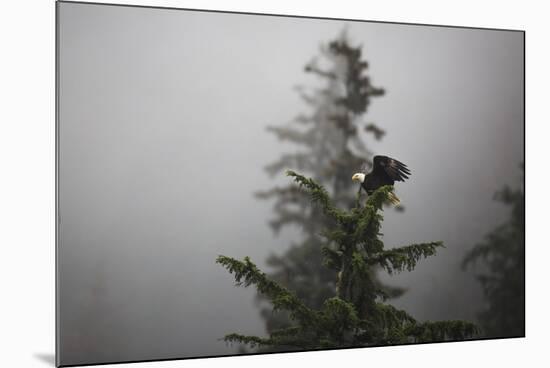 Bald eagle (Haliaeetus leucocephalus), Chugach National Forest, Alaska, United States of America, N-Ashley Morgan-Mounted Photographic Print