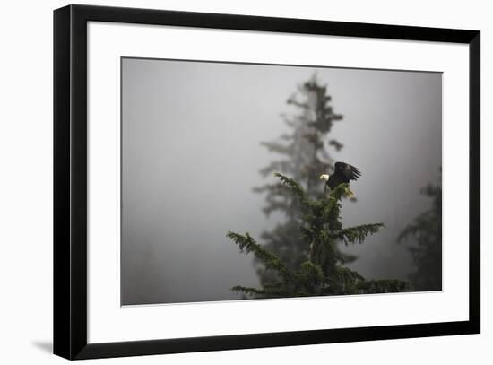 Bald eagle (Haliaeetus leucocephalus), Chugach National Forest, Alaska, United States of America, N-Ashley Morgan-Framed Photographic Print