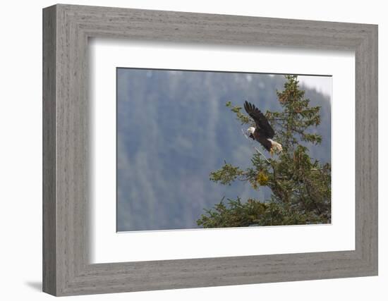 Bald eagle (Haliaeetus leucocephalus), Chugach National Forest, Alaska, United States of America, N-Ashley Morgan-Framed Photographic Print