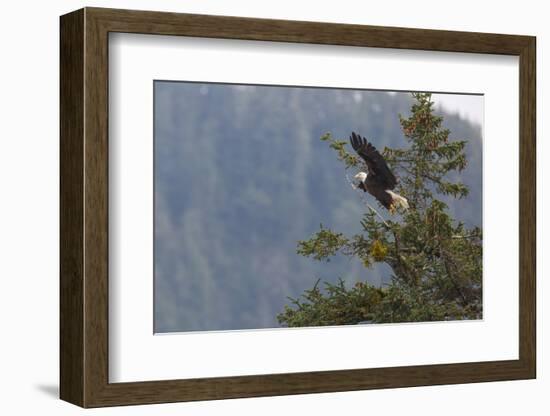 Bald eagle (Haliaeetus leucocephalus), Chugach National Forest, Alaska, United States of America, N-Ashley Morgan-Framed Photographic Print