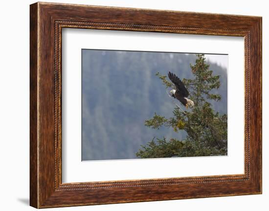 Bald eagle (Haliaeetus leucocephalus), Chugach National Forest, Alaska, United States of America, N-Ashley Morgan-Framed Photographic Print