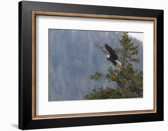 Bald eagle (Haliaeetus leucocephalus), Chugach National Forest, Alaska, United States of America, N-Ashley Morgan-Framed Photographic Print