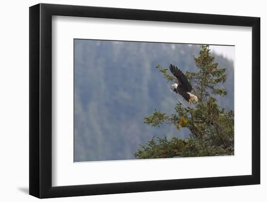 Bald eagle (Haliaeetus leucocephalus), Chugach National Forest, Alaska, United States of America, N-Ashley Morgan-Framed Photographic Print