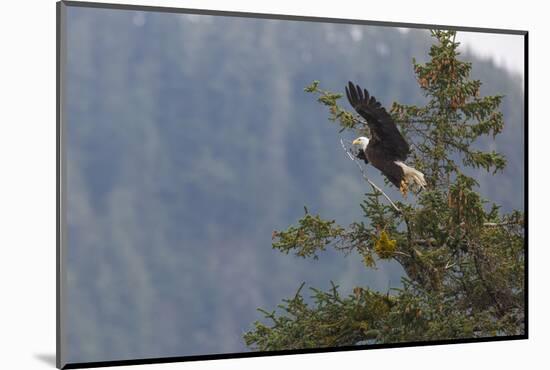 Bald eagle (Haliaeetus leucocephalus), Chugach National Forest, Alaska, United States of America, N-Ashley Morgan-Mounted Photographic Print