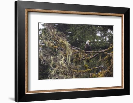 Bald eagle (Haliaeetus leucocephalus), Chugach National Forest, Alaska, United States of America, N-Ashley Morgan-Framed Photographic Print