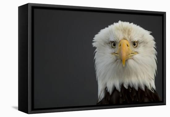 Bald eagle (Haliaeetus leucocephalus) head portrait, Alaska, USA, February-Danny Green-Framed Premier Image Canvas