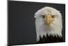 Bald eagle (Haliaeetus leucocephalus) head portrait, Alaska, USA, February-Danny Green-Mounted Photographic Print